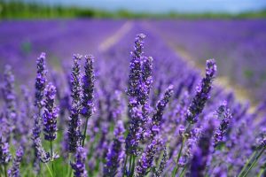 Aromatherapy and dementia