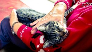 Pet Therapy and dementia